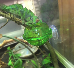 Bol à nourriture pour <span class=keywords><strong>lézard</strong></span> à ventouse, bol à nourriture pour <span class=keywords><strong>gecko</strong></span>, bol à eau et à nourriture pour reptiles en plastique <span class=keywords><strong>vert</strong></span> - Product Image 5
