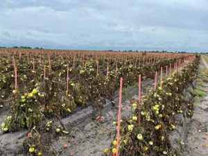 FRP องุ่นสนับสนุนเดิมพันไฟเบอร์กลาสเมล็ดต้นไม้เดิมพัน - Product Image 4