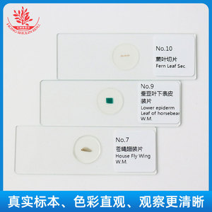 Ten types of <b>microscopic</b> specimens for cell biology experiments, freshly stained, classic teaching slides. - Product Image 4
