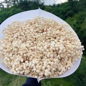 500g Fleurs Séchées Naturelles Gypsophile Préservée Vente <span class=keywords><strong>en</strong></span> Gros Bouquet Personnalisé pour Décoration de Bureau, Fête et Couronne - Product Image 6