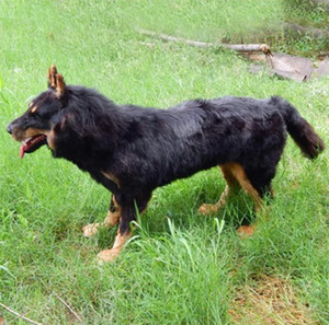 Modello animale personalizzato grande <span class=keywords><strong>cane</strong></span> pelliccia artigianato fotografia oggetti di scena decorazione del giardino ornamenti simulazione <span class=keywords><strong>cane</strong></span> <span class=keywords><strong>lupo</strong></span> - Product Image 2