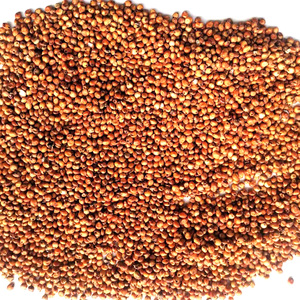 JIATAI Factory Red Sorghum <strong>Seed</strong> for <strong>Bird</strong> Feeding Pet Food - Product Image 6