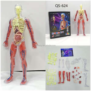 Juguetes de modelo de anatomía, modelo de anatomía muscular humana, juguete de órgano corporal, laboratorio de anatomía <span class=keywords><strong>y</strong></span> fisiología humana - Product Image 6