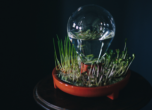 Bandeja <span class=keywords><strong>para</strong></span> Germinar Semillas, Kit de Germinación, Cultiva Microgreens Frescos sin Tierra en Casa - Product Image 4