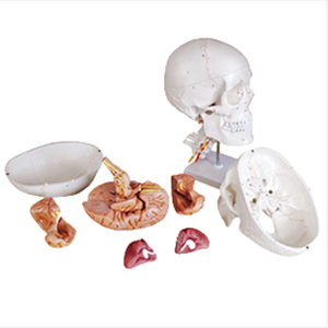 ADA-A154IIIL Chất lượng cao xương khâu <span class=keywords><strong>Mark</strong></span> kỹ thuật số Skull với cổ tử cung vành đai 8 phần mô hình não, 11 phần, tự nhiên lớn - Product Image 1