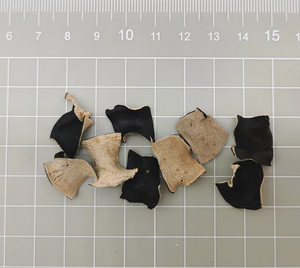 Oreja de madera de invernadero Natural al por mayor de fábrica de alta calidad 10*15mm rebanada de <span class=keywords><strong>hongo</strong></span> negro seco/cortado <span class=keywords><strong>en</strong></span> cubitos/alambre - Product Image 2