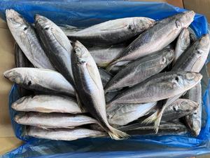 J013高品质の马サバ冷冻10kg - Product Image 4