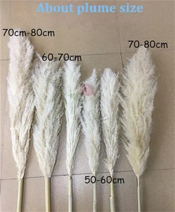 Suministros de boda para decoración de eventos, natural, barato, seco, esponjoso, blanco, Beige, hierba de <span class=keywords><strong>Pampa</strong></span>, pampas de 40 pulgadas, hierba de <span class=keywords><strong>Pampa</strong></span> natural, para la boda, para la decoración de eventos - Product Image 3