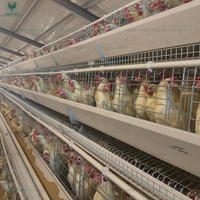 Jaulas para gallinas ponedoras tipo A de 4 niveles para 120-160 aves, precio de fábrica, jaulas de batería de diseño personalizado para granjas avícolas en Kenia