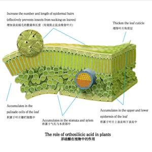 Engrais liquide organique à base d'acide orthosilicique et monosilicique avec une pureté de 99% <span class=keywords><strong>pour</strong></span> les cultures, les légumes, les fruits et les fleurs - Product Image 5