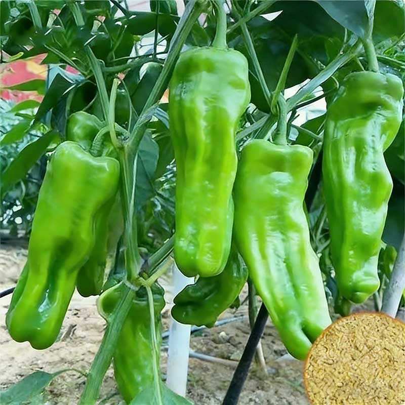 2# พริกหยวกผิวบาง