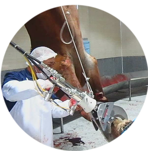 <span class=keywords><strong>Macello</strong></span> per <span class=keywords><strong>macello</strong></span> per carne Halal - Product Image 1