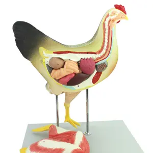 Mejor Precio gallina granja modelo Animal pollo femenino modelo de modelos anatómicos para veterinario