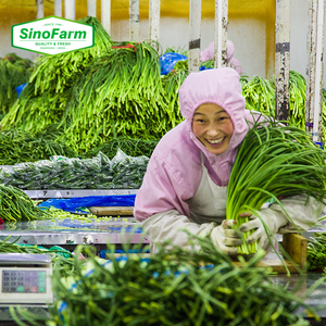 Nouvelle culture de légumes chinois de <span class=keywords><strong>tige</strong></span> d'<span class=keywords><strong>ail</strong></span> frais/pousse d'<span class=keywords><strong>ail</strong></span> frais/<span class=keywords><strong>tige</strong></span> de germe d'<span class=keywords><strong>ail</strong></span> frais en paquet de germes d'<span class=keywords><strong>ail</strong></span> vert - Product Image 5