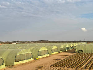 Film <span class=keywords><strong>de</strong></span> <span class=keywords><strong>serre</strong></span> jaune stabilisé aux UV 6MIL <span class=keywords><strong>pour</strong></span> l'agriculture, la fleuriculture, la protection contre la pluie, bâche en <span class=keywords><strong>plastique</strong></span> - Product Image 3