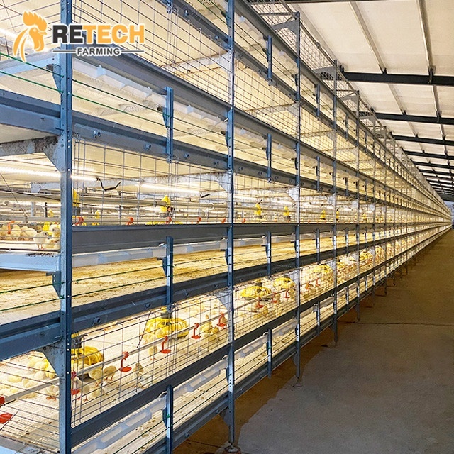 Broiler Chicken Farming Farm Feeding System