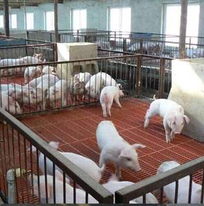 Pigeon Loft FRP Floor, Grosor entre 20-65 Están disponibles en stock Rejilla FRP - Product Image 5