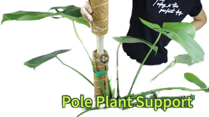 Venta caliente <span class=keywords><strong>Bonsai</strong></span> Plantas trepadoras Soporte 40cm <span class=keywords><strong>Coco</strong></span> Coir Moss Pole con accesorios - Product Image 2