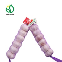 Ajos / Ail rouge frais de Chine pour le marché chilien 10kg/carton, 55mm/60mm Qualité export