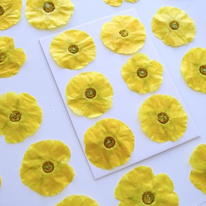 Flor Prensada de Madera de la India - Product Image 1