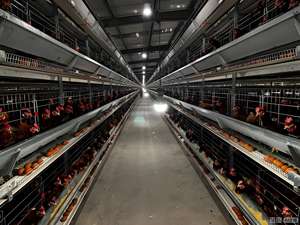 Poultry Prefab Houses Chicken House Design Steel Structure Prefabricated Poultry Building - Product Image 5