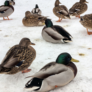 Leurre de chasse pliable à chargement automatique pour canards - Product Image 4