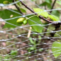 Filet anti-oiseaux en monofilament de nylon pour la chasse aux oiseaux, filet anti-pigeons et anti-éperviers à petits trous pour la ferme