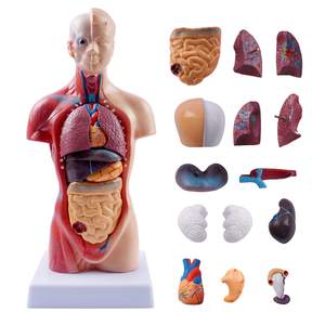 <span class=keywords><strong>Cuerpo</strong></span> <span class=keywords><strong>humano</strong></span> de 26 cm, modelo de Torso médico, muñeca de anatomía, 15 piezas extraíbles, modelo de órganos educativos para enseñanza, clase de estudio, estudiantes - Product Image 4