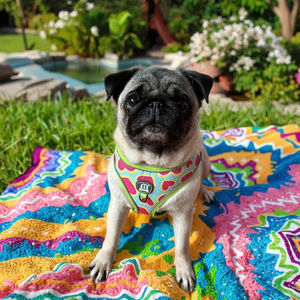 MIDEPET可定制聚酯狗带皮带套装新款西瓜爱心便便袋架3件套个性化狗具 - Product Image 3