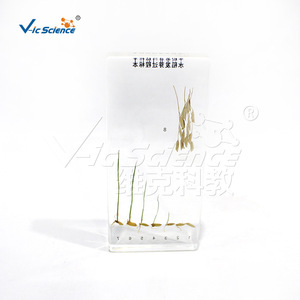 Materiales Didácticos de Resina con Muestra del Proceso de Germinación del Arroz VIC2609 - Product Image 1