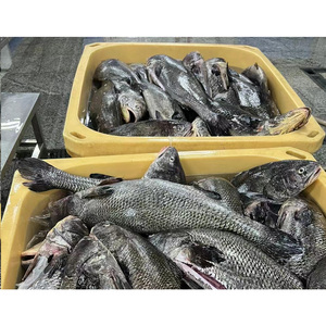Croaker brun congelé pour exportation <span class=keywords><strong>de</strong></span> Chine <span class=keywords><strong>Prix</strong></span> du poisson Poisson Congele Croaker Élevage <span class=keywords><strong>de</strong></span> poisson poisson frais congelé entier Croaker brun - Product Image 6