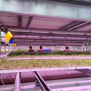 Vendita diretta della fabbrica di serre vittoriane di alta qualità, grandi serre commerciali serre di vetro - Product Image 3