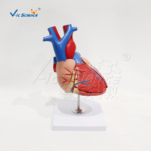 Cœur à haute précision, grossissement 1,5x, 4 composants, affichage des valves cardiaques détachables, outil pédagogique d'anatomie. - Product Image 3