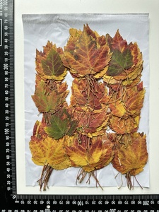 1000 pièces/paquet feuille d'érable des marais série de couleurs d'<span class=keywords><strong>automne</strong></span> feuille pressée pour cadre de peinture <span class=keywords><strong>Photo</strong></span> - Product Image 3