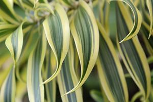 ซอง ออฟ อินเดีย: ผู้จัดจำหน่ายต้นไม้ประดับในร่มพันธุ์ดรากีน่า เรเฟล็กซ์ซ่า พรีเมียมหลากสี - Product Image 2