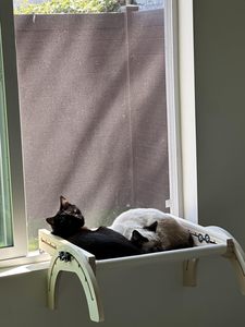 Hamac d'intérieur pour fenêtre, idéal comme lit ou perchoir - Product Image 3