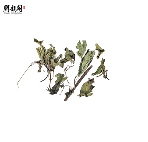 Macchina per tisane KAIYANGE alla menta canadese alla menta giapponese MENTHA CANADENSIS PIPERASCENS malSingle HOLMES tè Mentha canadensis - Product Image 1