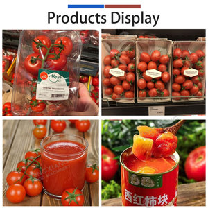 Machine de lavage et de séchage de tomates équipée d'un chariot élévateur avec bac basculant, ligne de nettoyage de tomates pour l'emballage direct - Product Image 6