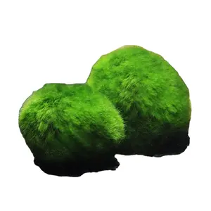 Hot Selling New Arrival Moss Balls Fish Tank Aquarium Decorations For Aquatic Pet With Reasonable Price