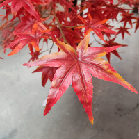 Faux plante d'automne paysage artificiel érables rouges japonais chinois Orange grande vente d'érable