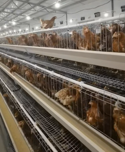 Système d'alimentation automatique pour élevage de volailles, cages à batterie pour poulets pondeuses - Product Image 3