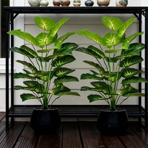 2 buah Tanaman Hias Besar Gaya Nordik, Daun Tanaman Money Plant, Pohon Hias Daun Lebar Hijau Tropis Hutan Hujan - Product Image 6