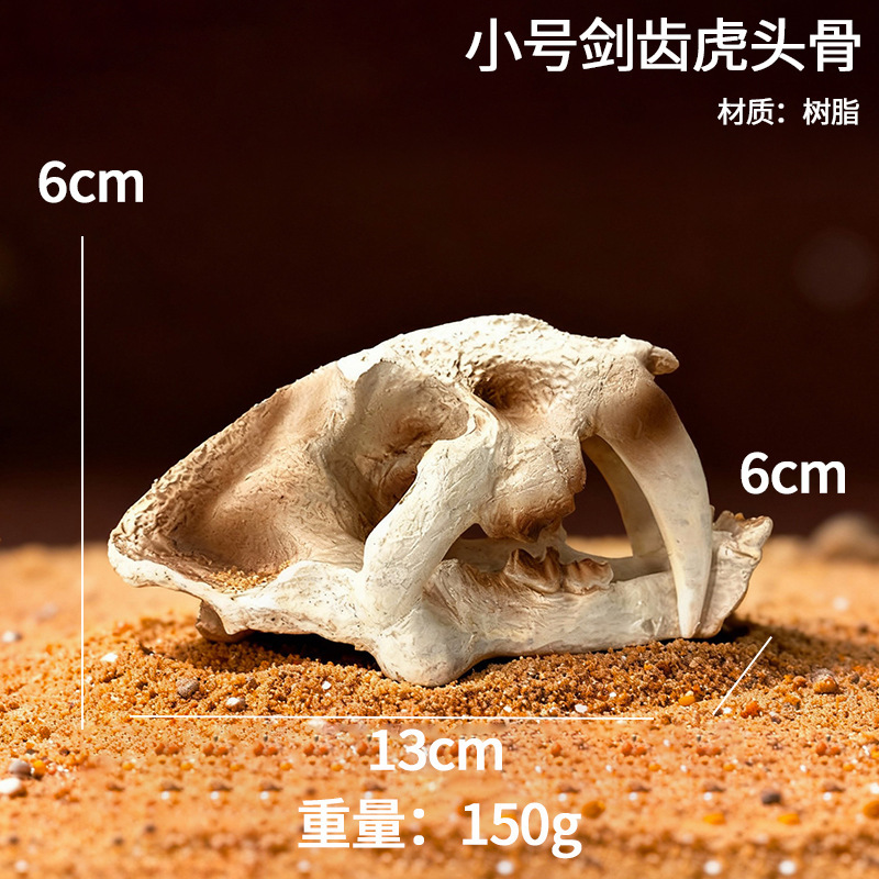 Petit crâne de tigre à dents de sabre