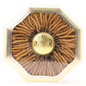 Poudre d'extrait de Cordyceps sinensis entier de haute qualité <span class=keywords><strong>acheter</strong></span> cordyceps sinensis - Product Image 2