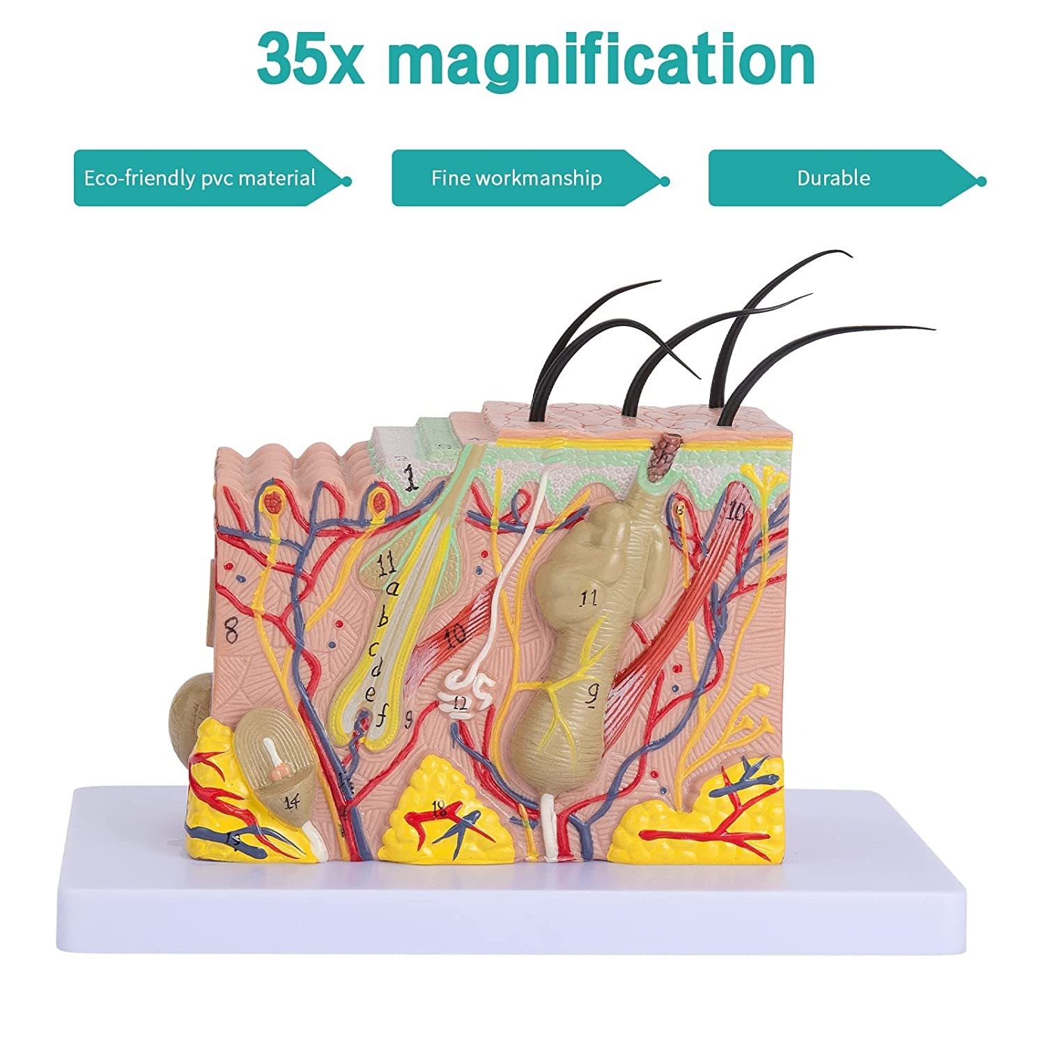 50X Enlarged Human Skin Anatomy Model - 3D Magnified Tissue Structure For Classroom & Medical Learning