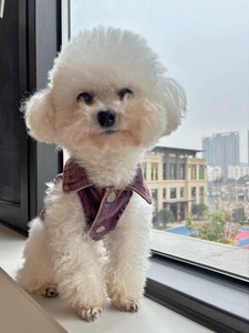 Toptan Jean Pet giyim orta büyük köpekler giysi yırtık delik köpek kot ceket serin mavi Denim köpek ceket yelek - Product Image 6