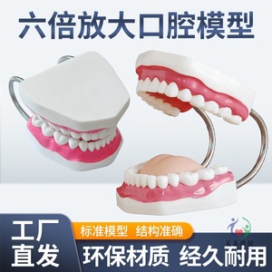Enseñanza de cuidado dental en jardín de infantes: Cuidado del modelo dental humano, demostración dental con modelo oral ampliado 6 veces - Product Image 4