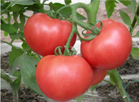Fertilizante bioestimulante líquido orgánico para cultivos alimentarios, promueve el desarrollo de semillas, el crecimiento de las plantas y el aumento del rendimiento de los cultivos