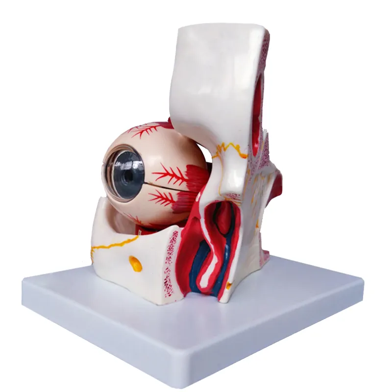 Medical Anatomy Human Eye Model With Orbit ( 10 Parts) On Medical Science Teaching For Hospital