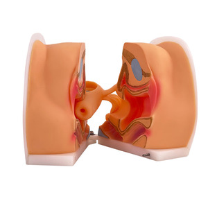 Vrouwelijke <span class=keywords><strong>Vagina</strong></span> Onderzoek Model Vrouwelijke Voortplantingssysteem Model Cervicale Onderzoek Model - Product Image 5
